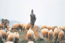 Çoban Takvimi