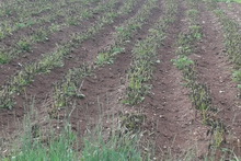 KIRAĞI YENİDEN YAKTI