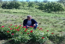 Bocurluk Alanı Allı Yeşilli