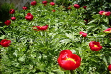 Şakayık Zamanı