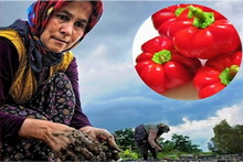 Osmanlı Lezzeti Kamber Biberi Yeniden Canlanıyor