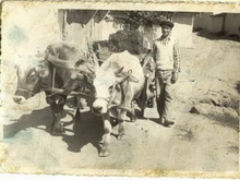 Selim Gürcan kömür arabası ile