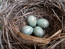 Kuş yumurtaları - gürcan gönderdi.