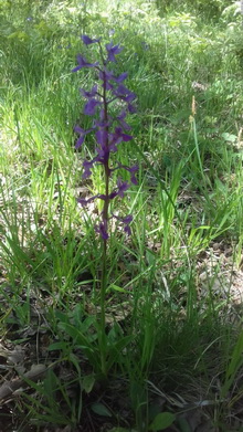 Yabani Salebimiz Orchis Anatolica-Çokçapınar - gürcan gönderdi.